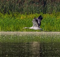 Czech Republic Jeřáb popelavý (Grus grus)