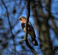 Czech Republic Sojka obecná (Garrulus glandarius)