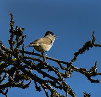 Czech Republic Pěnice černohlavá (Sylvia atricapilla)