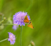 Czech Republic Soumračník rezavý (Ochlodes sylvanus)