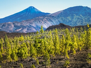 TENERIFE